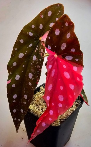 Bellissima begonia maculata - bellissima,