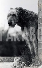 Foto vintage Animali, 