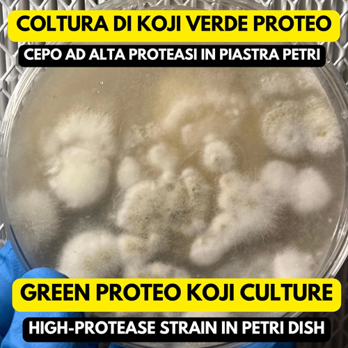 Aspergillus oryzae green - aspergillus,