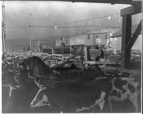 Chicago stock yards - ,, illinois