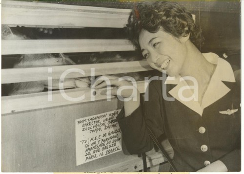 1960 paris orly hostess - -,