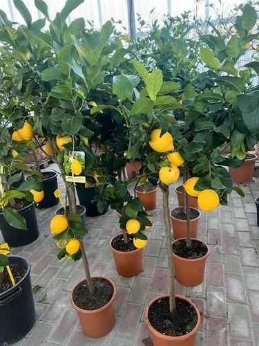 Agrumi limone zagara - zagara, bianca