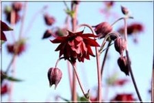 Semi per piante di media