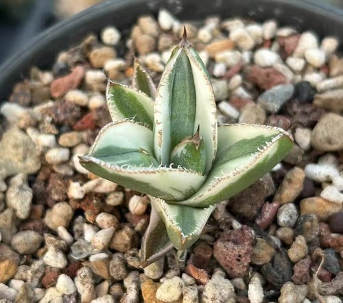 Vendita raro cactus - , agave