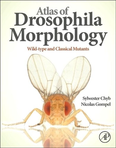 Atlas drosophila - atlas,