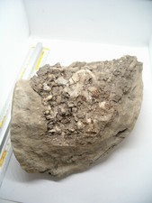 LEGNO FOSSILE - radice fossile -