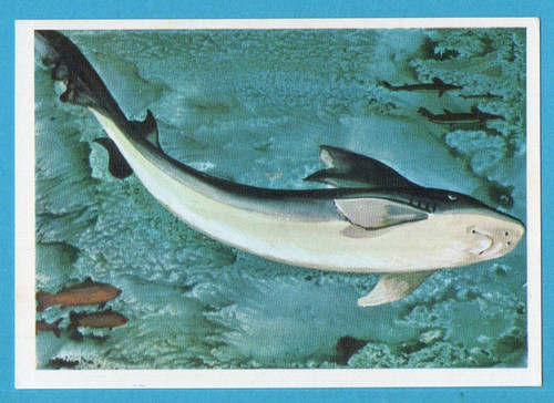 Animali tutto il - di,
