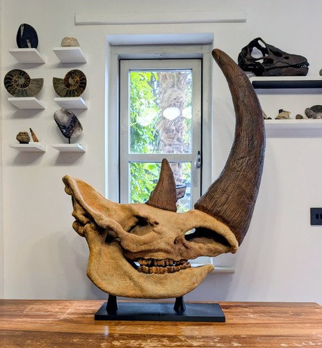 Enorme teschio dinosauro - teschio,