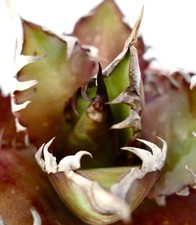 Agave titanota cv. 'Red