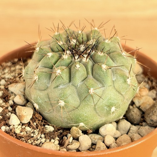 Copiapoa cinerescens pot - cinerescens, ,