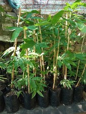 Pianta Bambù Gigante Dendrocalamus Giganteus pianta bamboo drago 50cm