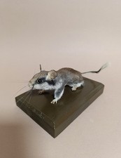 Taxidermy, Cabinet De