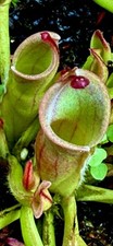 Heliamphora NEW pianta tubolare trappola mosche di Venere carnivori