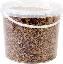 Wild bird food - wild, vasca