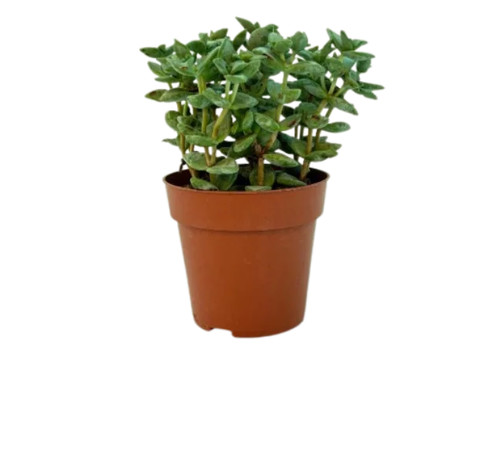 Crassula perforata - crassula,