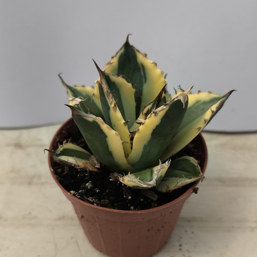 Agave titanota snaggletooth - agave,