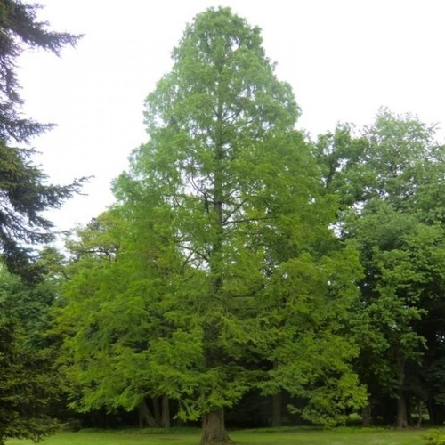 Pianta metasequoia - pianta,