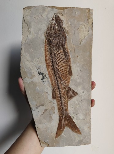 Fossil fish specimen - fossil,