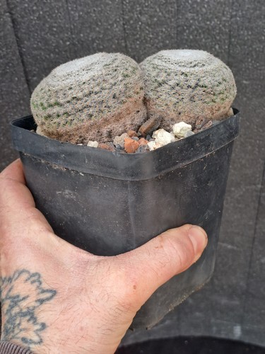 Mammillaria microthele