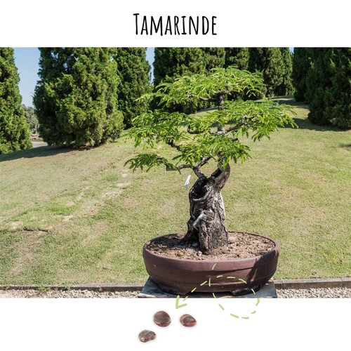 Semi per bonsai tamarindo - semi,