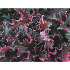 Heuchera "Sottovesti Viola" -