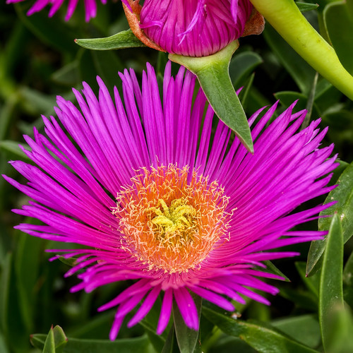 Carpobrotus edulis seeds - edulis,