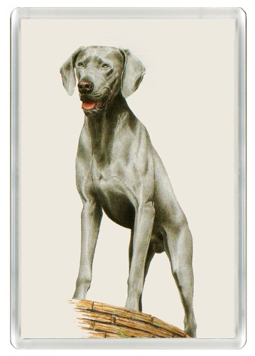 Weimaraner dog fridge magnet - weimaraner,