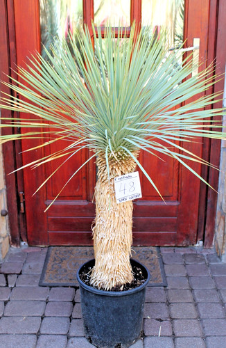 Yucca rostrata dal messico - dal,