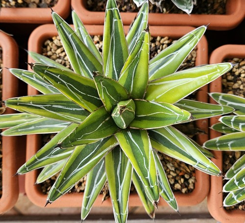 Agave victoriae reginae - victoriae,