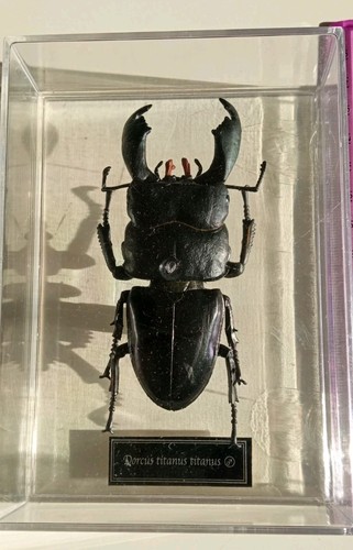 Dorcus titanus - titanus,