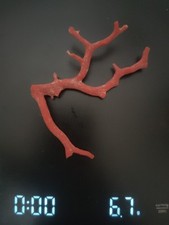 Ramo Di Corallo Rosso Di Alghero 33.5 Carati