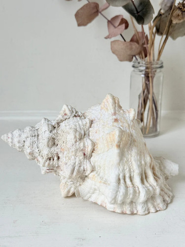 Large decorative shell - large,