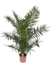 XXL Palma da dattero delle