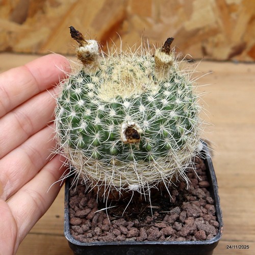Notocactus vaso 7 cm - notocactus,