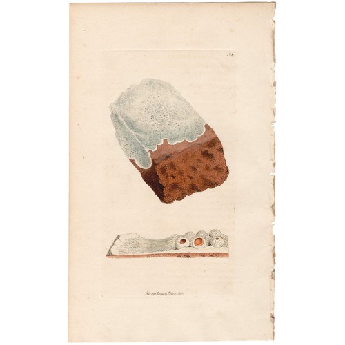Antica botanica inglese - , 1798