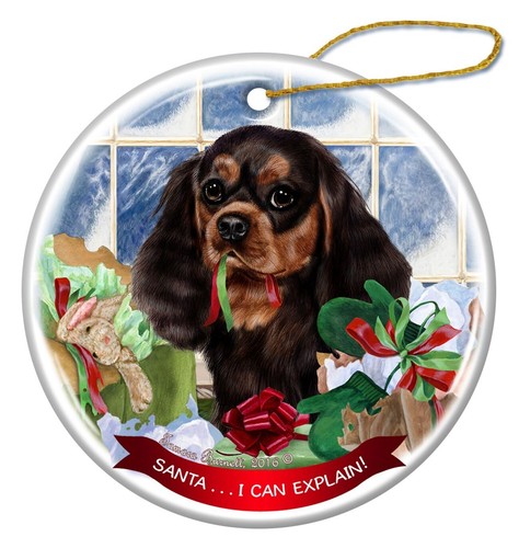 Cavalier king charles - cavalier,