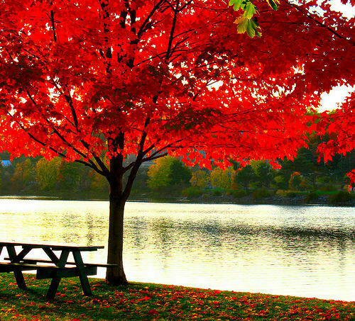 Acer rubrum acero - acer, rosso,