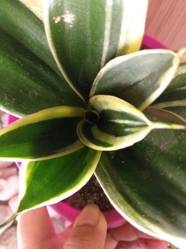 Sanseveria rara black star - rara,