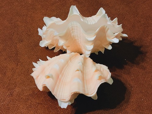 Conchiglia shell tridacna - shell,