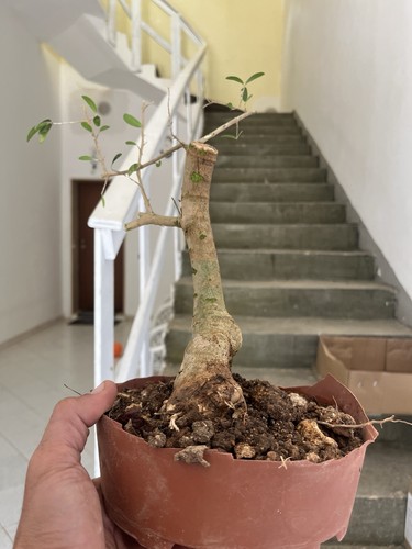 Bonsai olivastro pianta - olivastro, .pianta