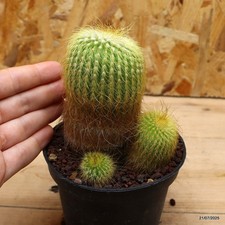 Notocactus leninghausii Vaso 10 cm Cod.2107-16