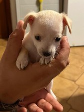 cuccioli di cani Pincher