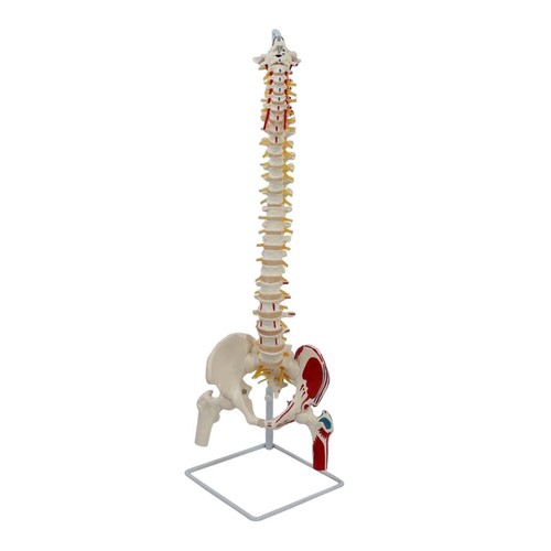 Modello colonna vertebrale - modello, di