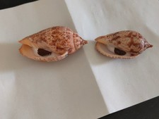 Conchiglia Shell Voluta HARPULINA LAPPONICA con opercolo  set 2 pezzi mm 73 - 59