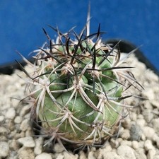 Copiapoa coquimbana