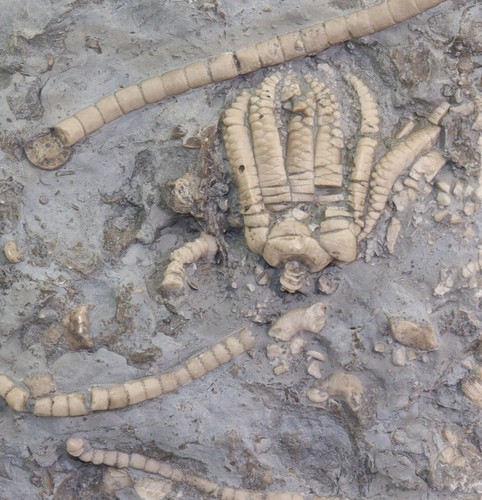 Crinoidi encrinus - crinoidi,,