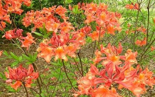 Mauvila gold aromi azalea - mauvila,