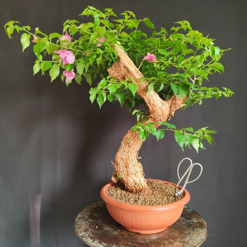 Pre bonsai esemplare - pre,
