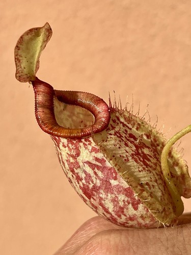 Nepenthes hookeriana - nepenthes,