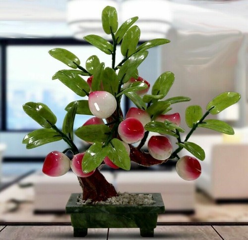 Pianta giada bonsai pietra - pianta, di
